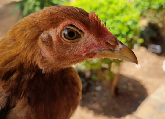 Che fine hanno fatto le galline di Mutanu?